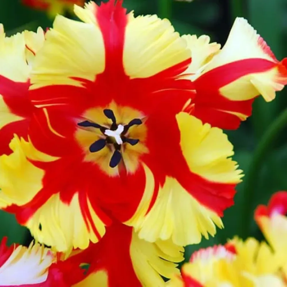 Tulipán Flaming Parrot