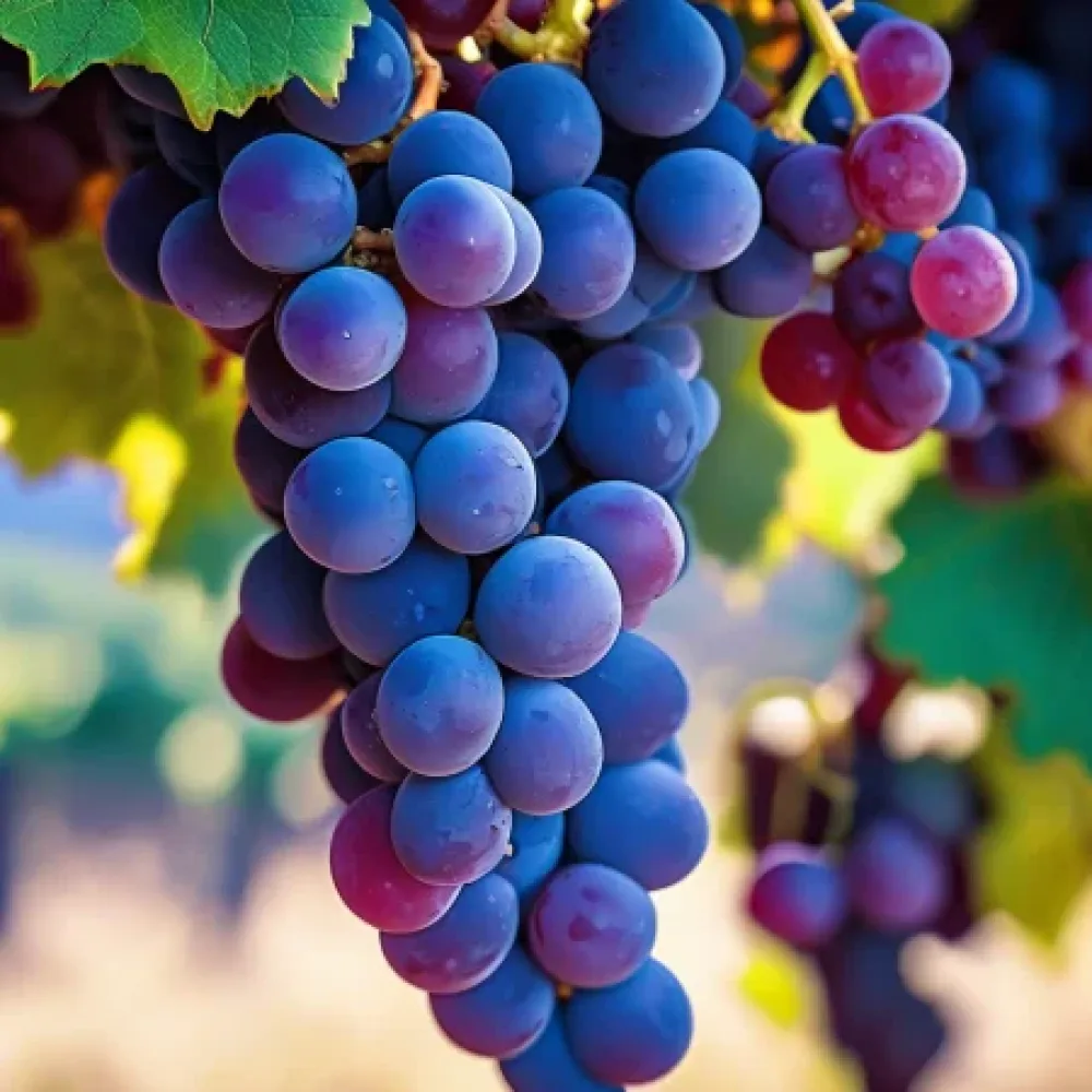 Vinná réva Rubin – červená, moštová – středně pozdní