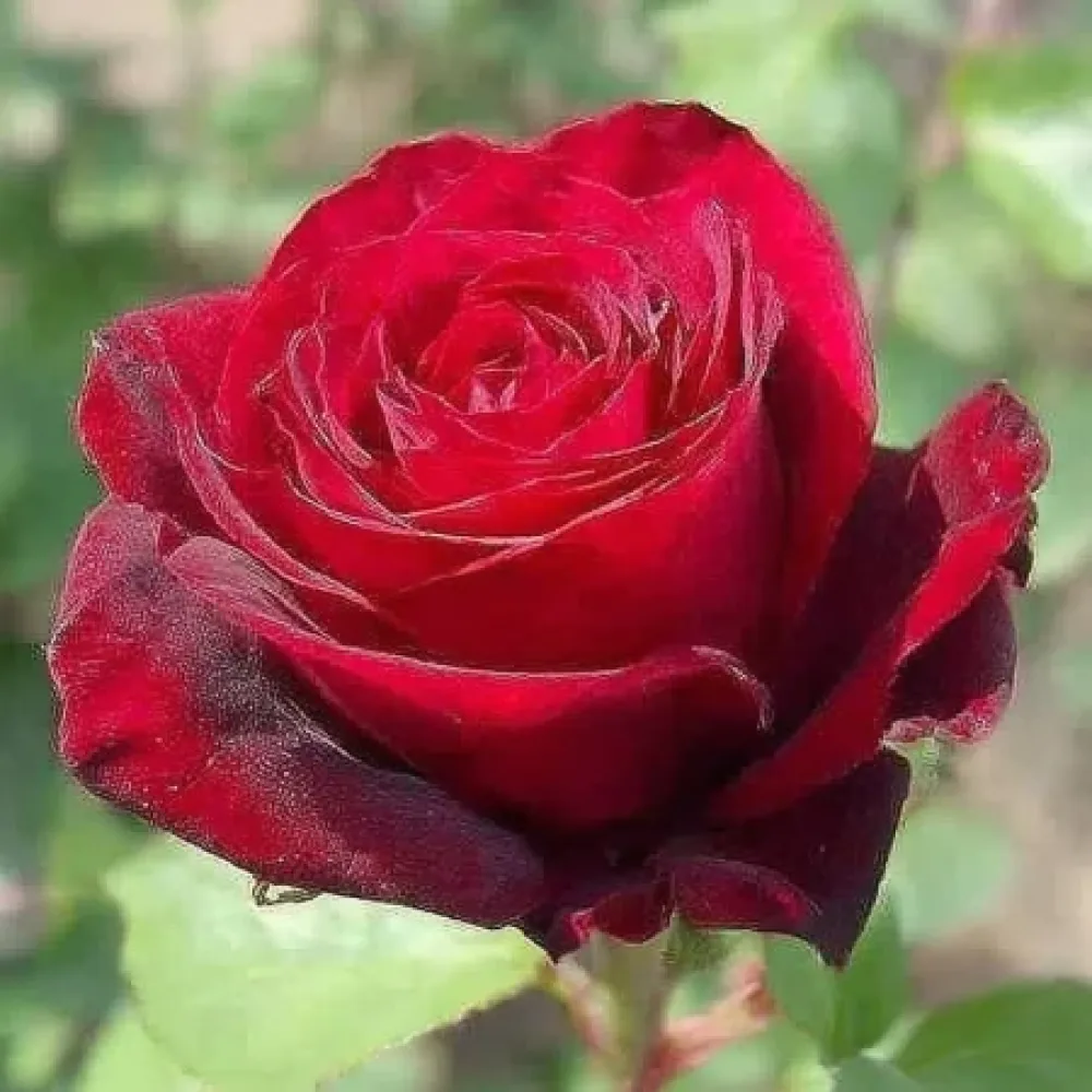 Růže Ruby Eternity Rose – prostokořenná