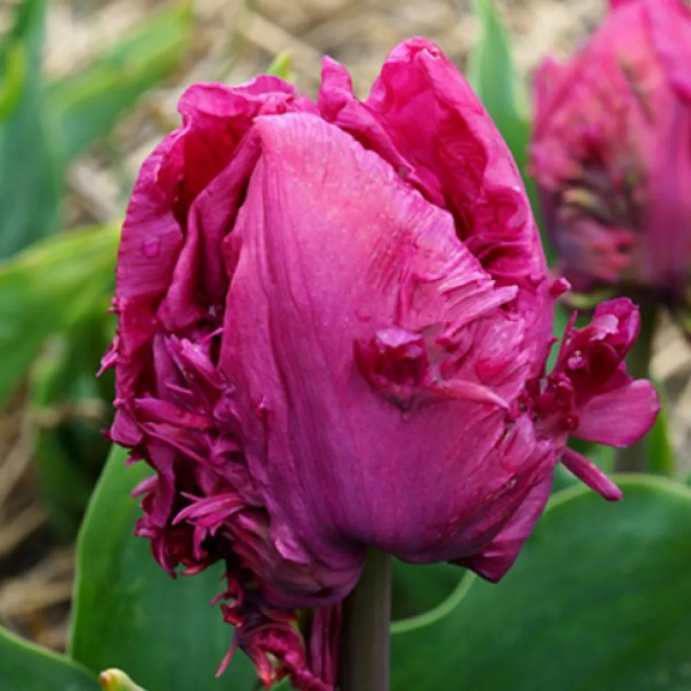 Tulipán Parrot prince (červený papouškový)