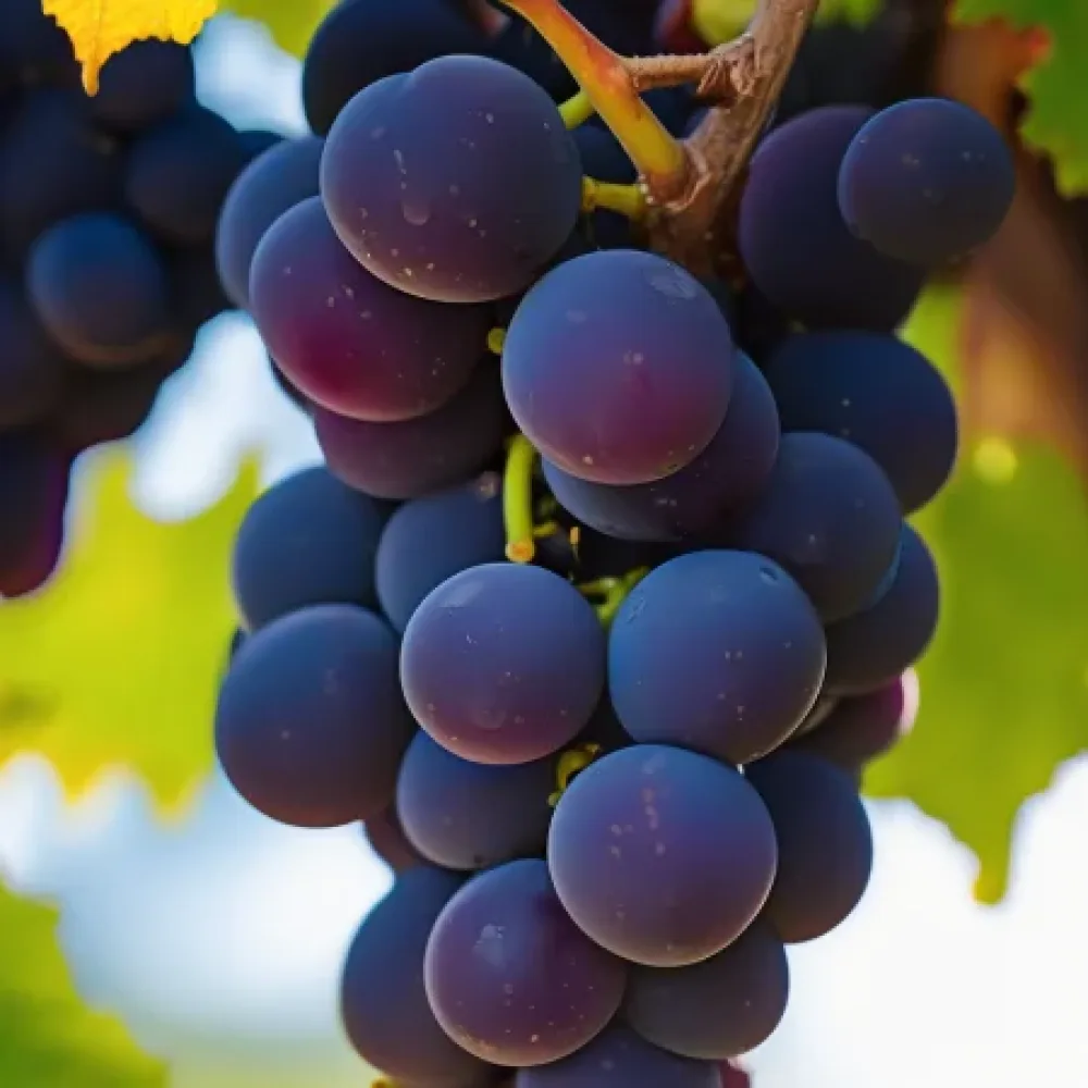 Vinná réva odrůda Pinot noir, červená moštová – raně zrající