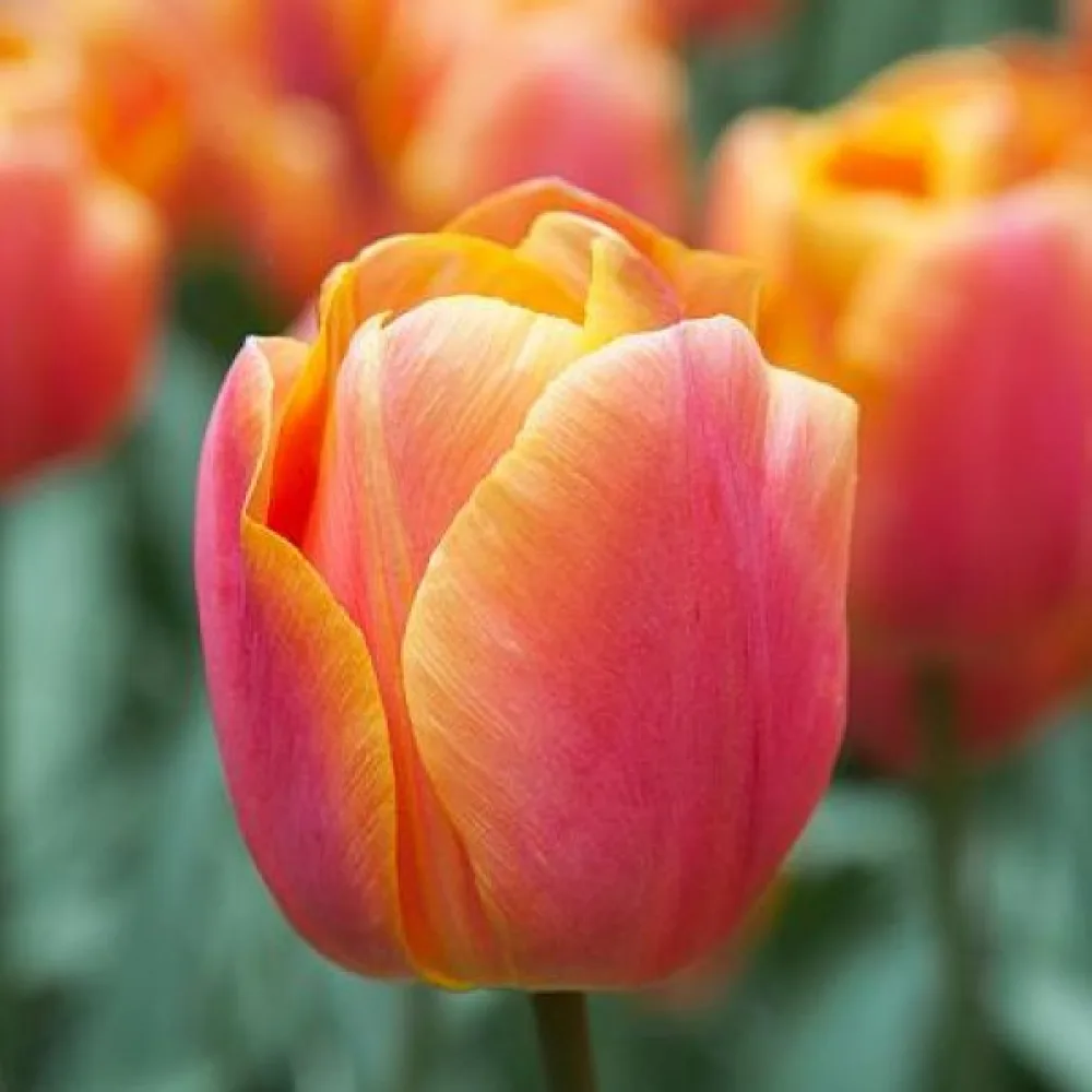 Tulipán Jimmy (oranžový)