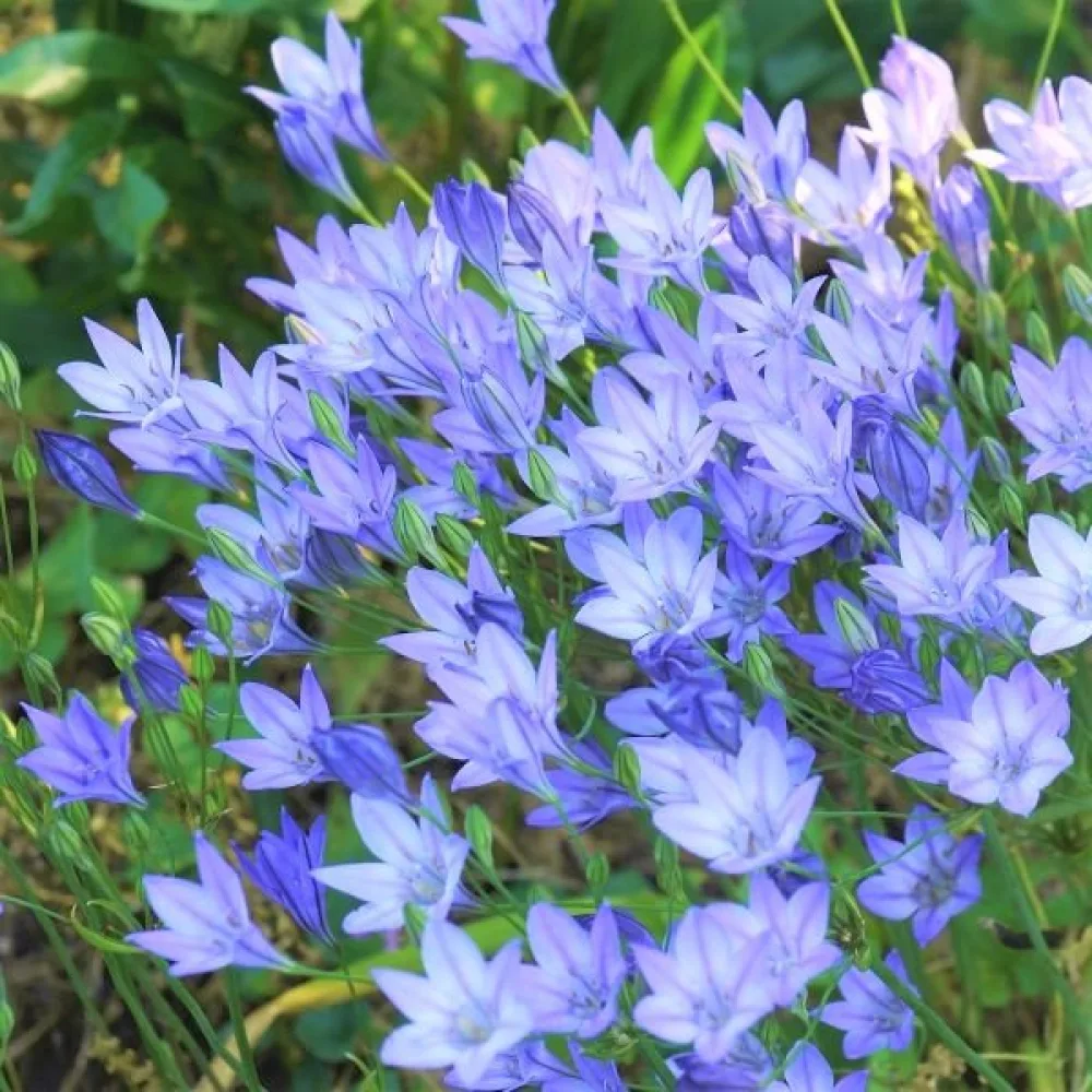 Triteleia Queen Fabiola