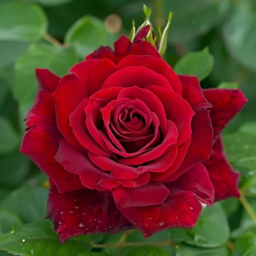 Růže Evening Bloom Harp – prostokořenná