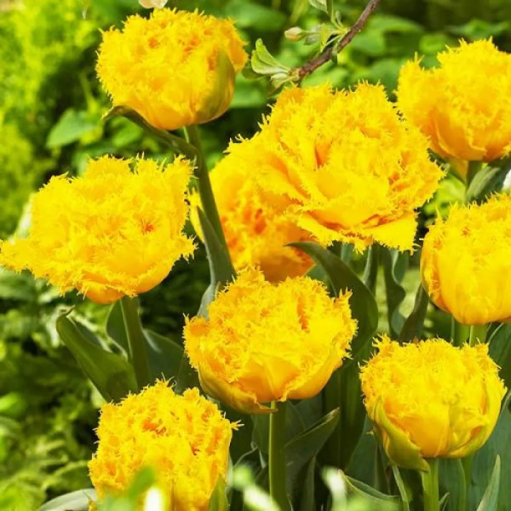 Tulipán Mon Amour (krémový)