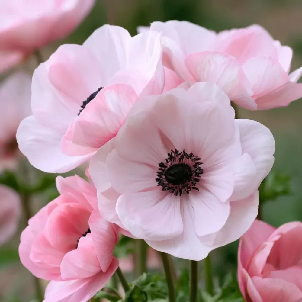 Sasanka Mistral Rosa Chiaro (růžová)
