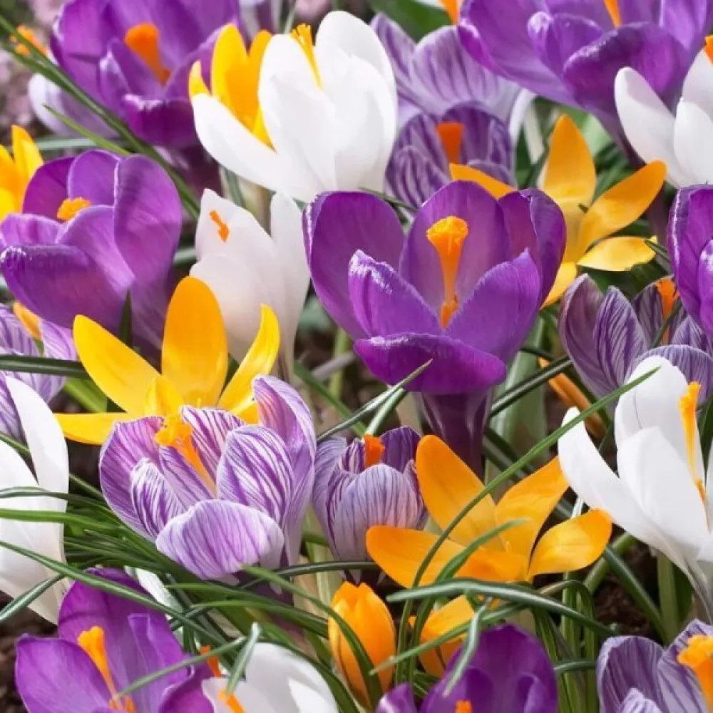Krokus large flowering mix (velkokvětá směs)