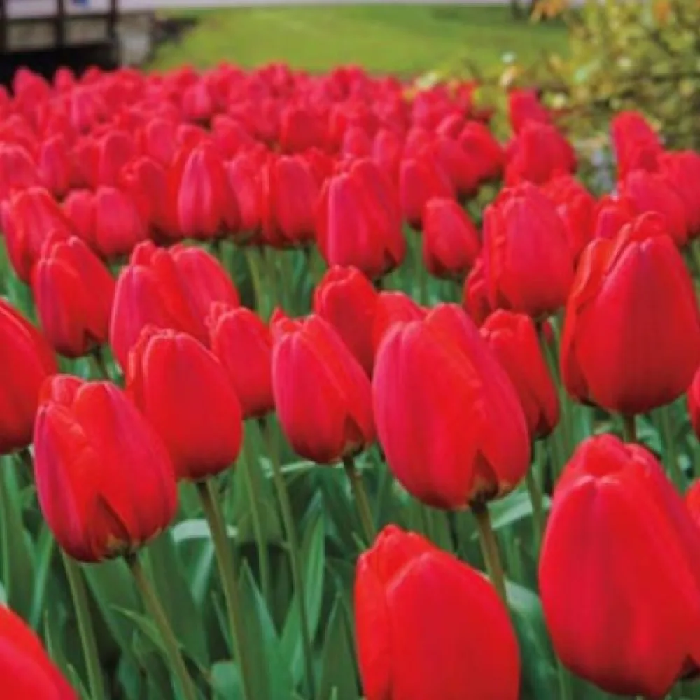 Tulipán Parade (červený)