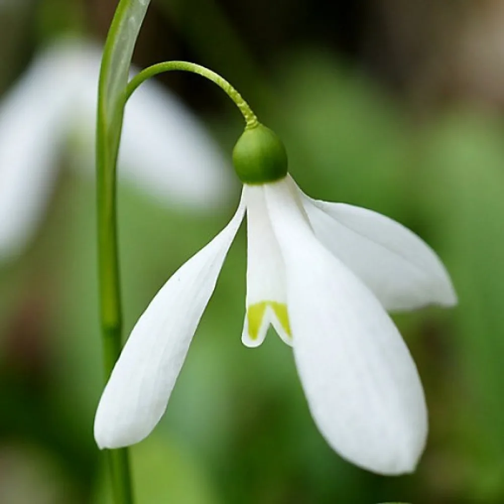 Sněženka Woronowii (bílá)