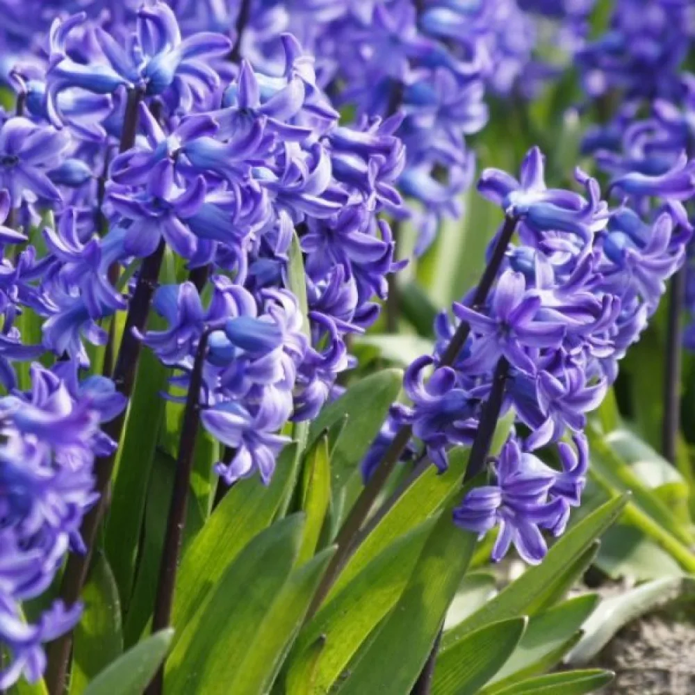 Hyacint Delft blue (modrý)