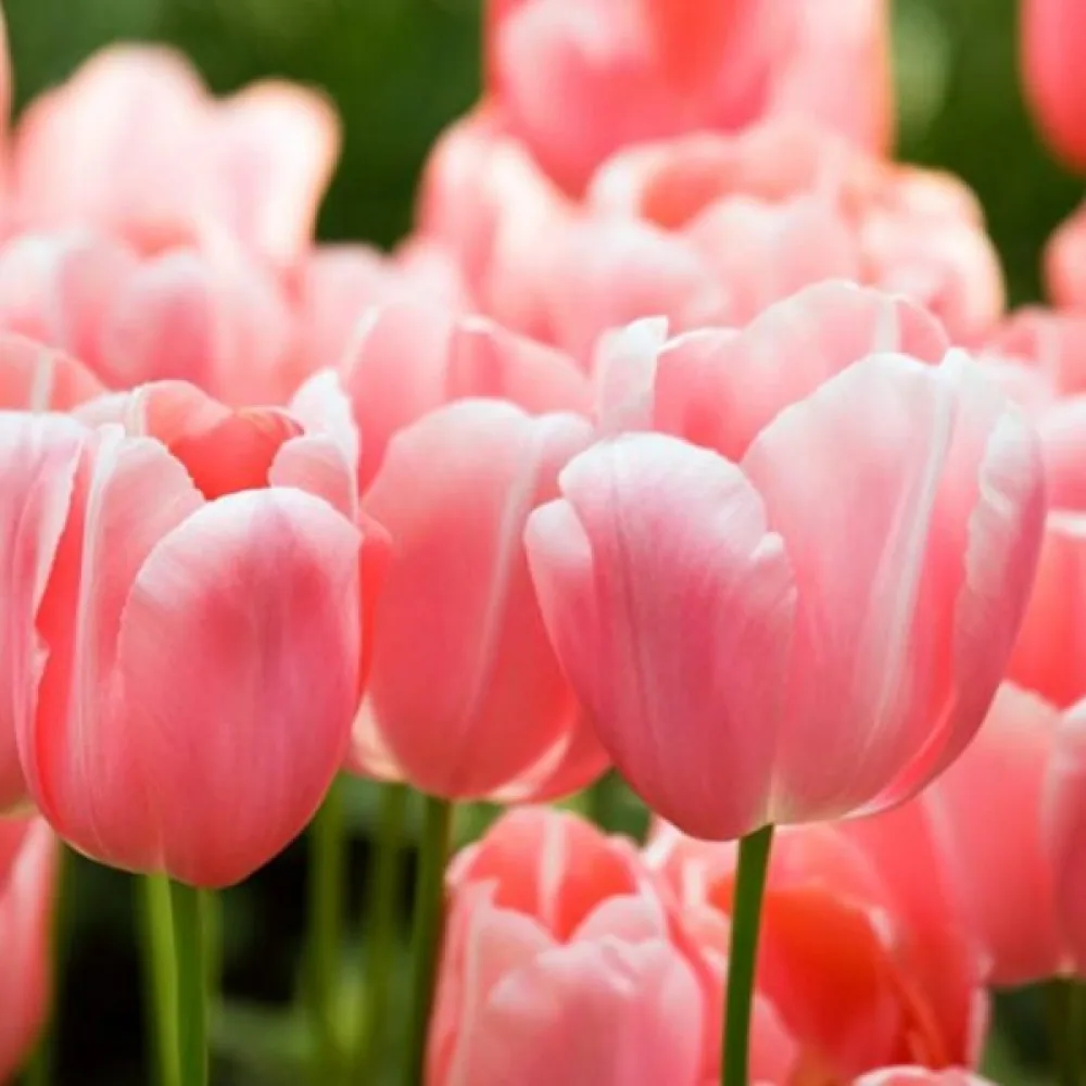 Tulipán Menton (růžový)