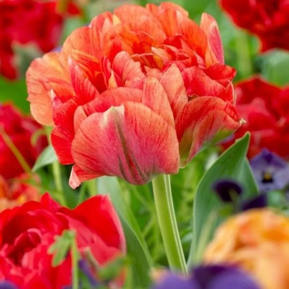 Tulipán Gudoshnik Double (broskvový)