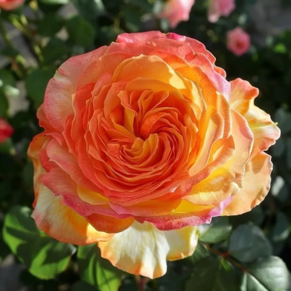Růže Mango Glow – prostokořenná