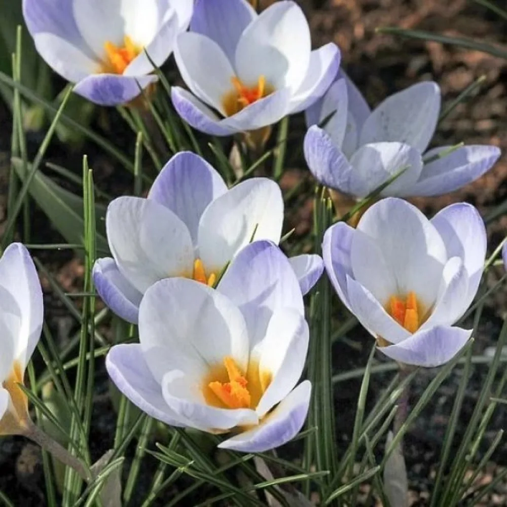 Krokus chrysanthus Blue bird (modrý)