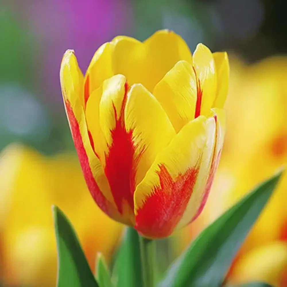 Tulipán Giuseppe Verdi (žlutý)
