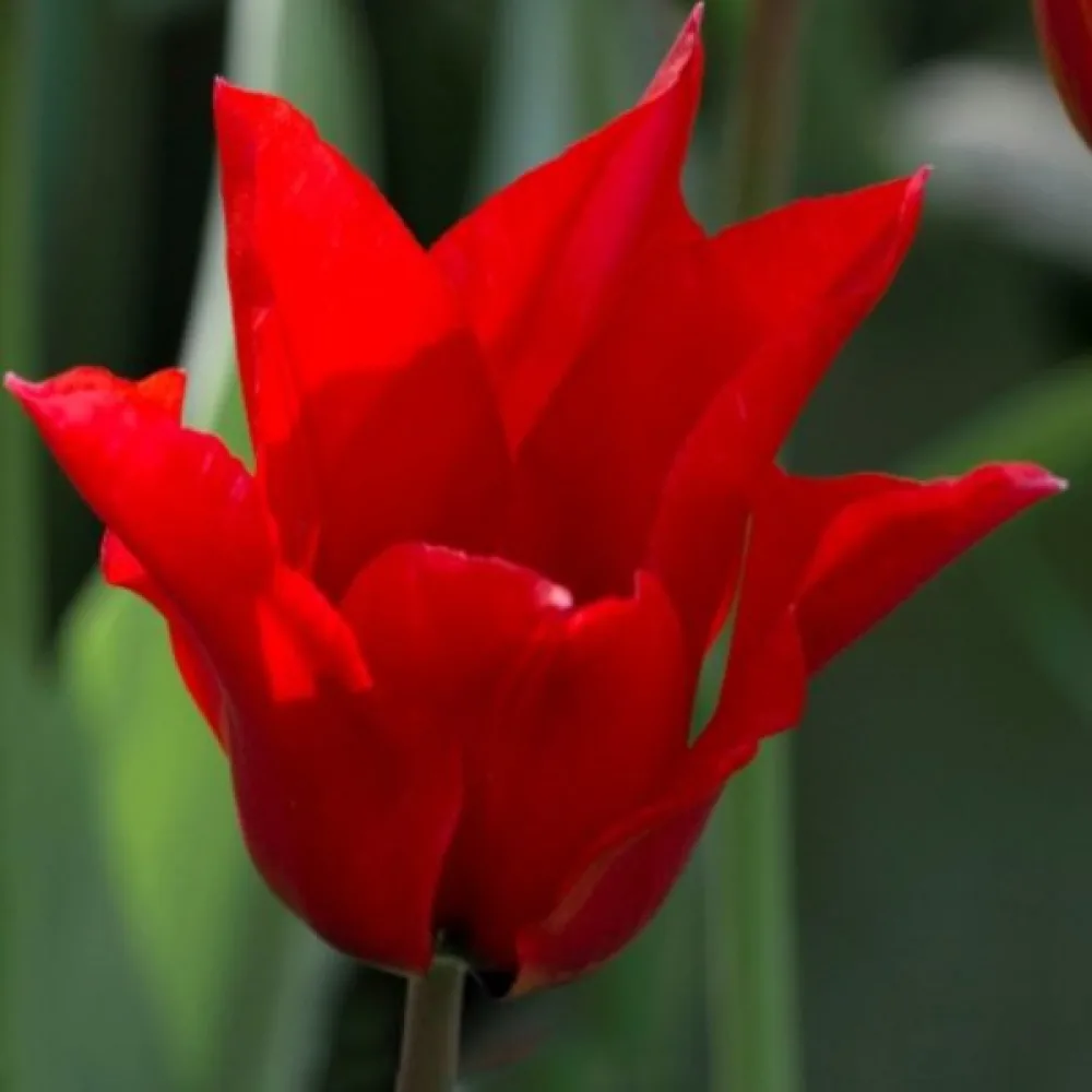 Tulipán Pretty woman (červený)