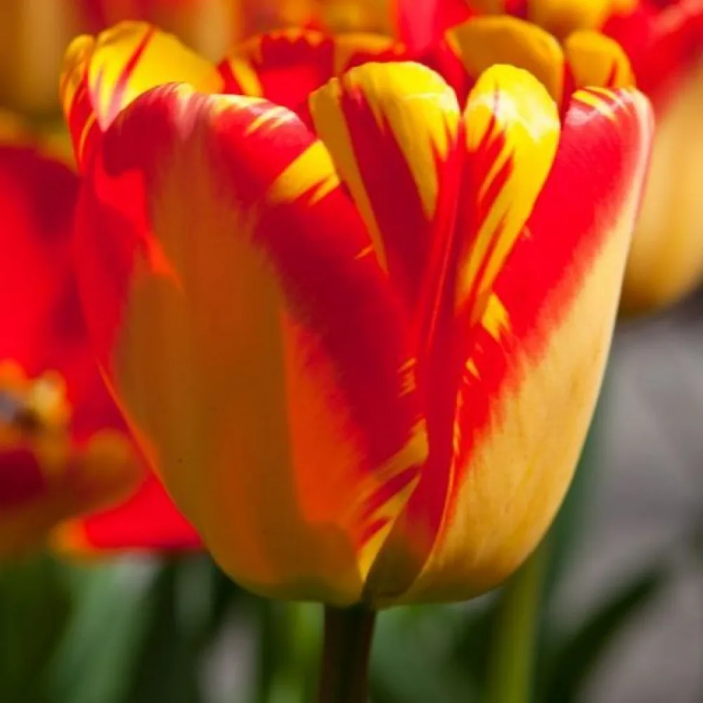 Tulipán Banja Luka (červený)