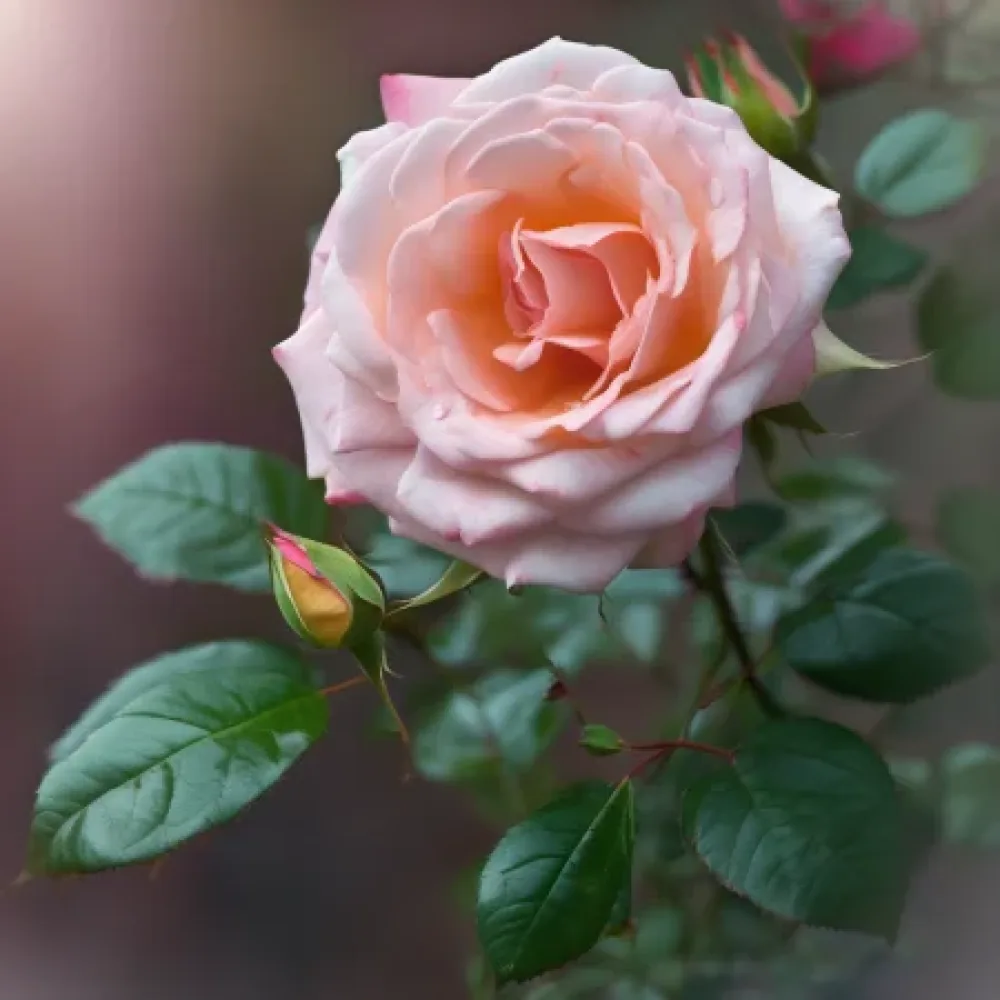 Růže Blooming Winter – prostokořenná