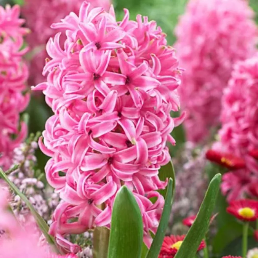 Hyacint Pink Pearl (růžový)