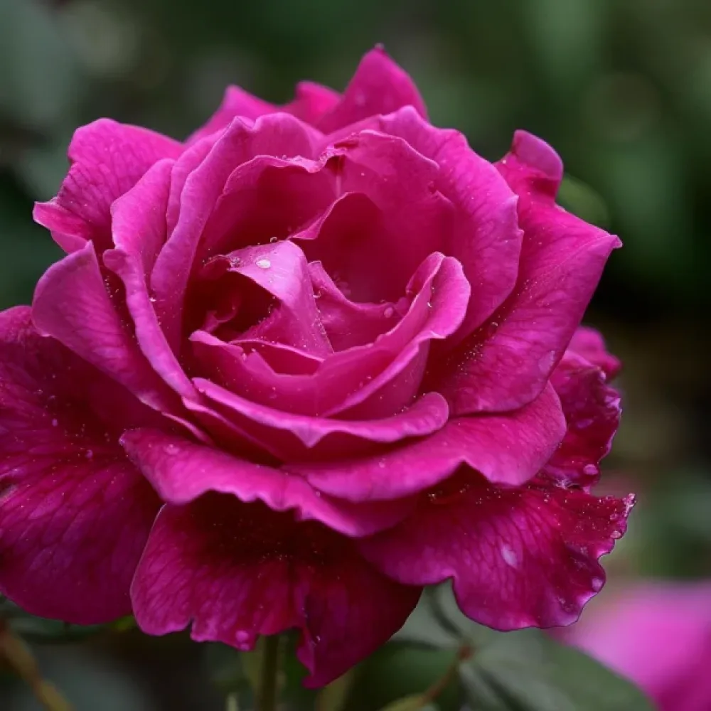 Růže The Pink Princess (růžová)