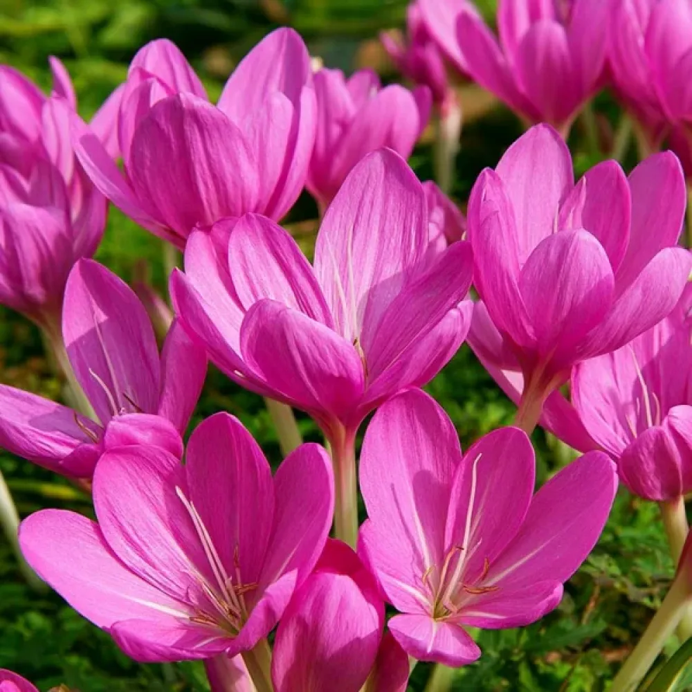 Ocún Lilac Bedder (šeříkový)