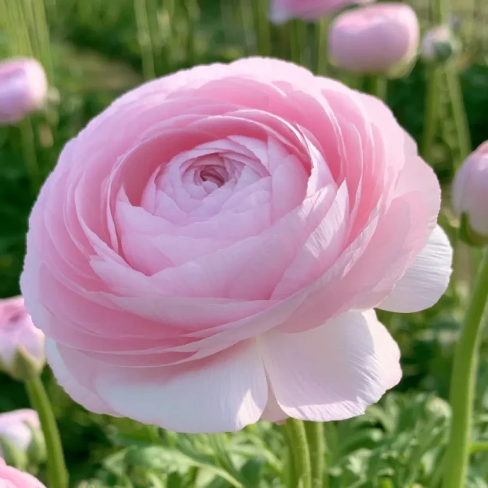 Pryskyřník Elegance Rosa Chiaro (světle růžový)