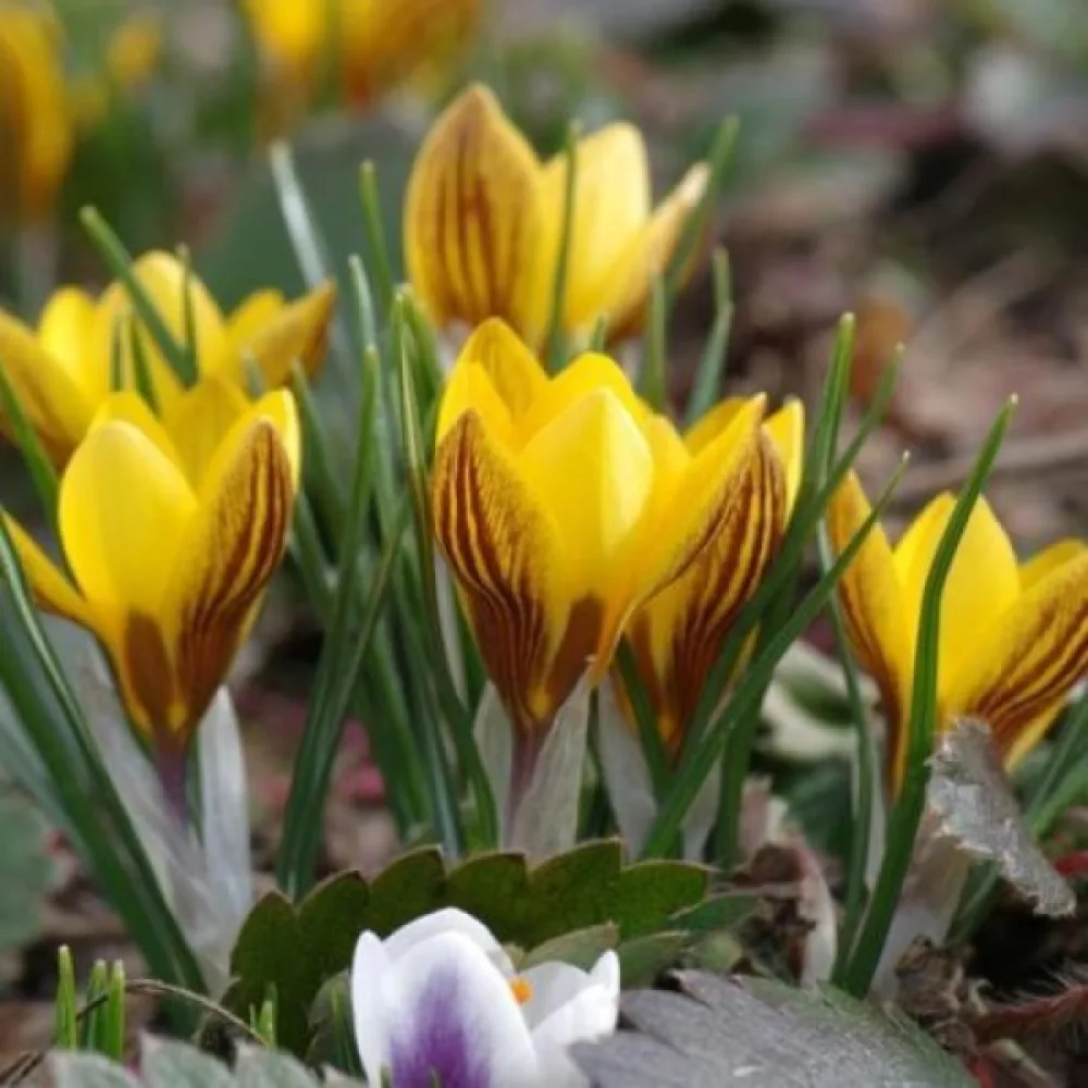 Krokus chrysanthus Fuscotinctus (žlutý)