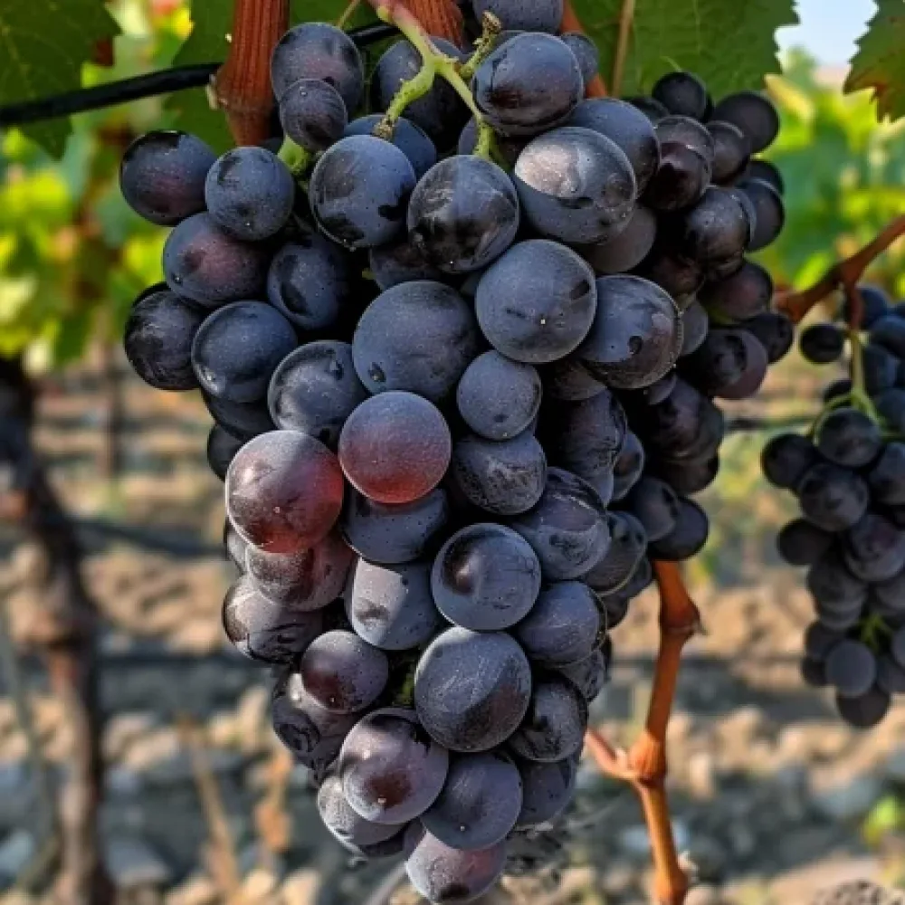 Vinná réva odrůda Tangra – bezsemenná stolní odrůda hroznů