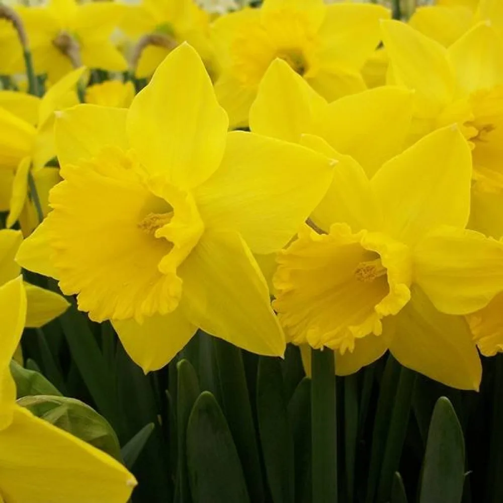Narcis Saint Keverne (žlutý)