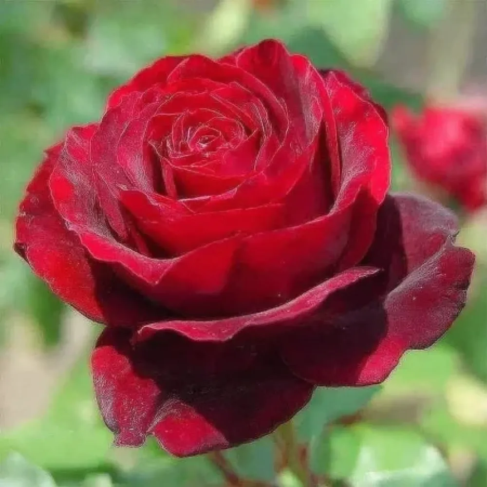 Růže Ruby Eternity Rose – prostokořenná