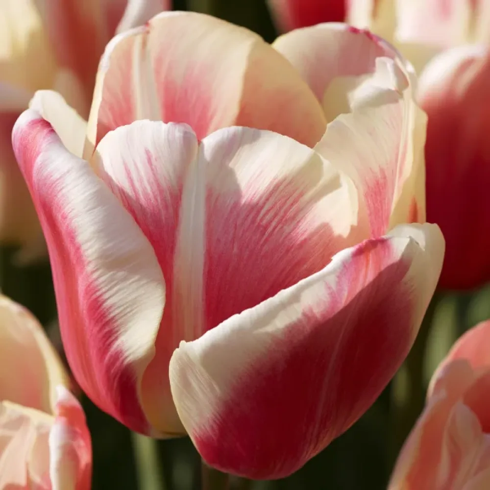 Tulipán Sylvia Warder (vínový)