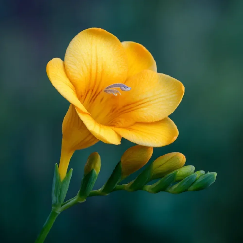 Frézie Yellow Single (žlutá)
