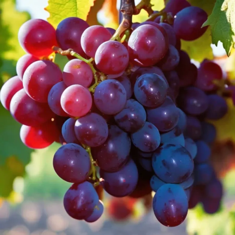 Vinná réva Dunav – červená stolní odrůda hroznů – raně zrající