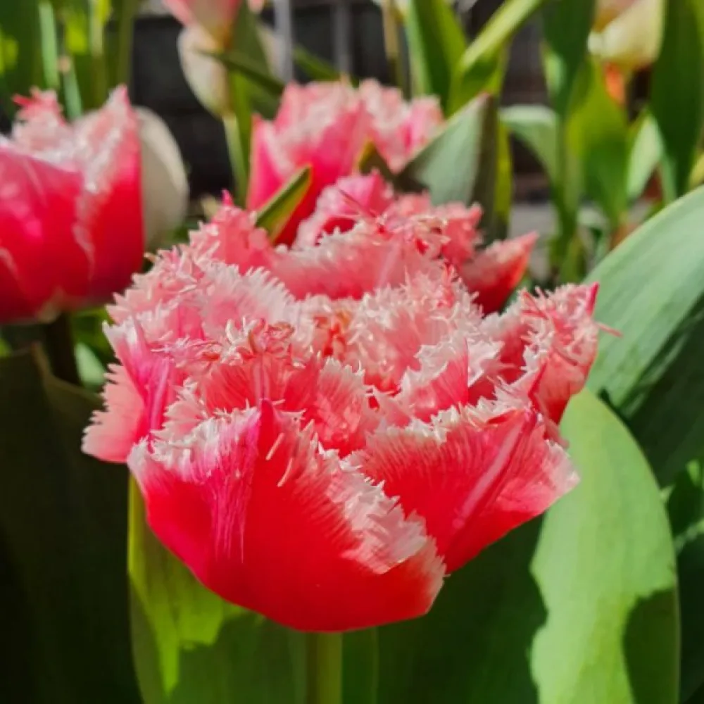 Tulipán Queensland (červený)