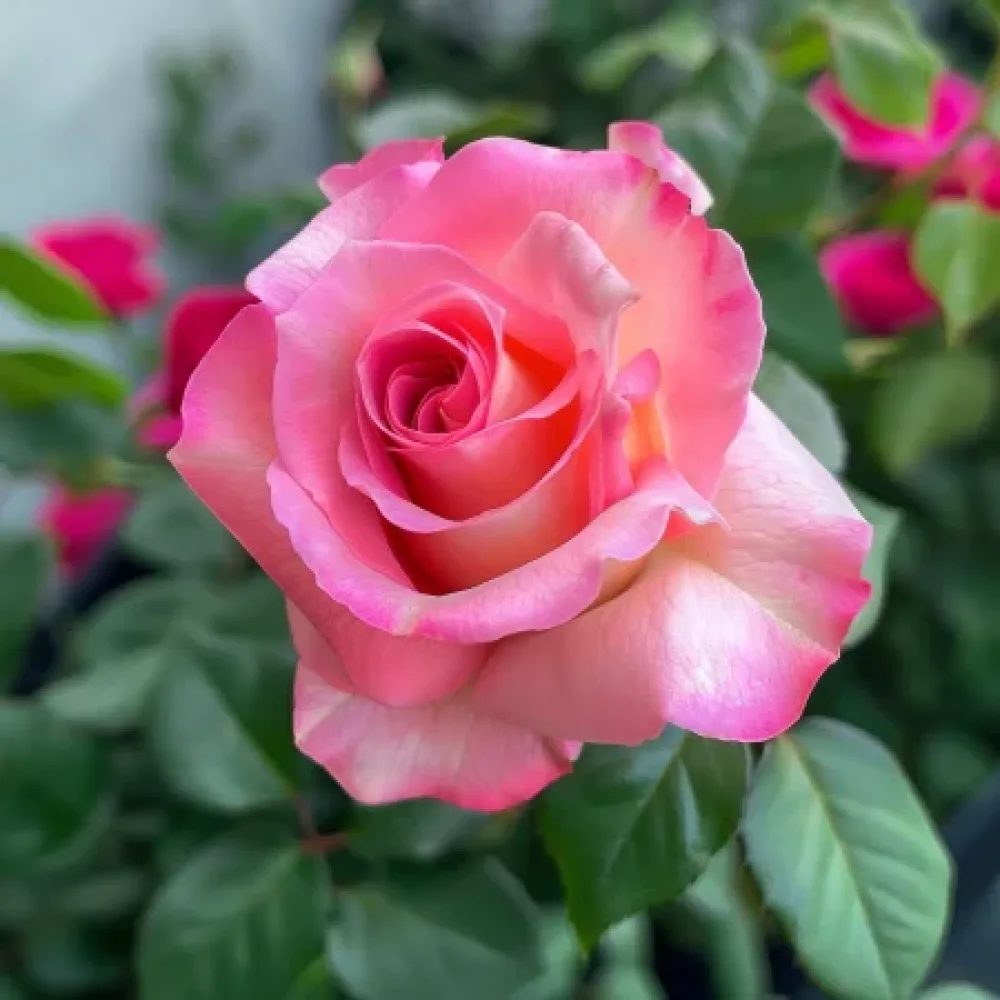 Růže Pink Snowflake – prostokořenná