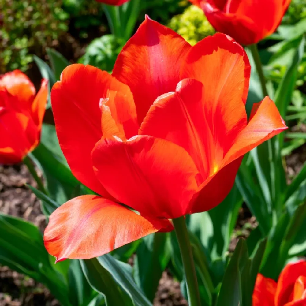 Tulipán Park View (oranžový)