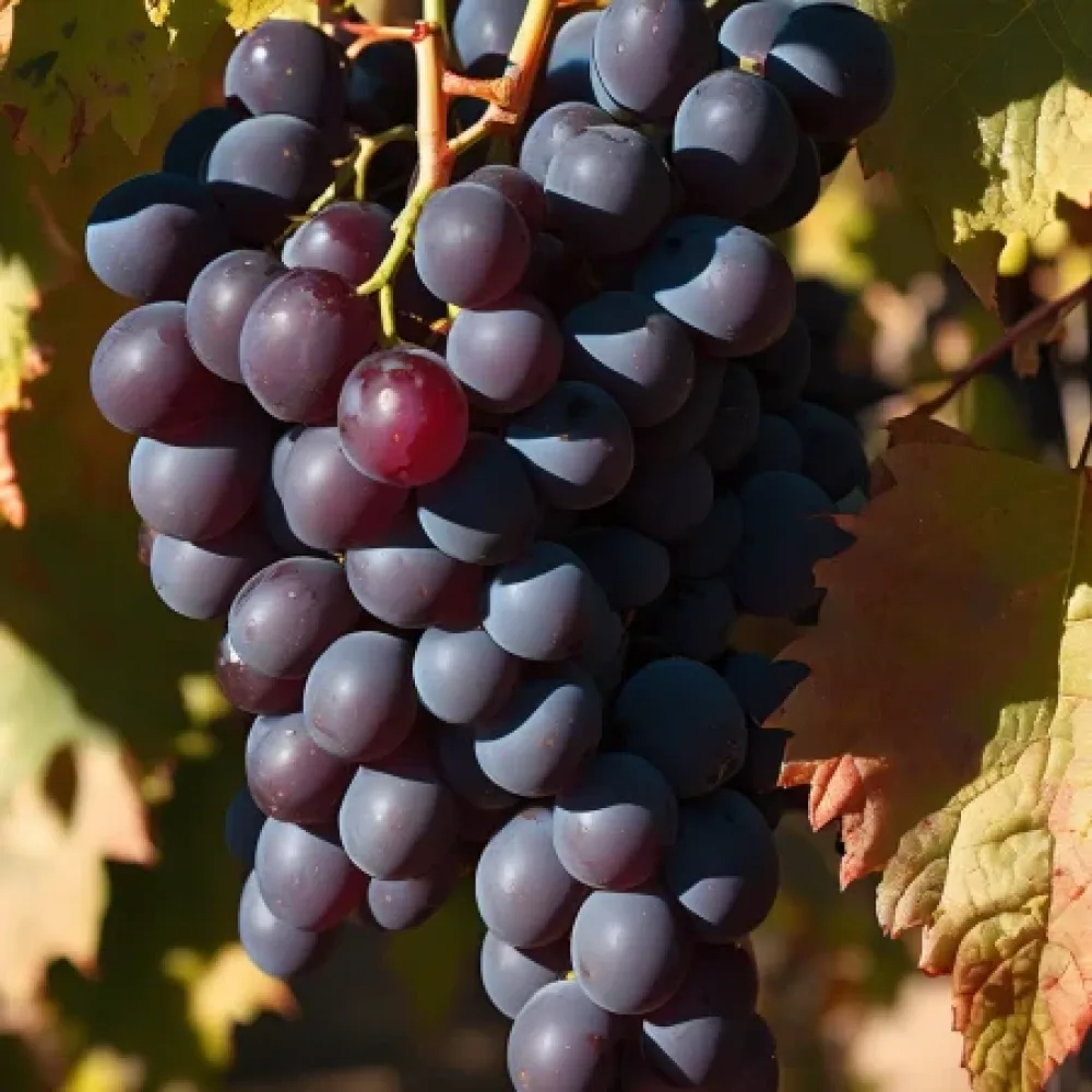 Vinná réva Mavrud, červená moštová – pozdní