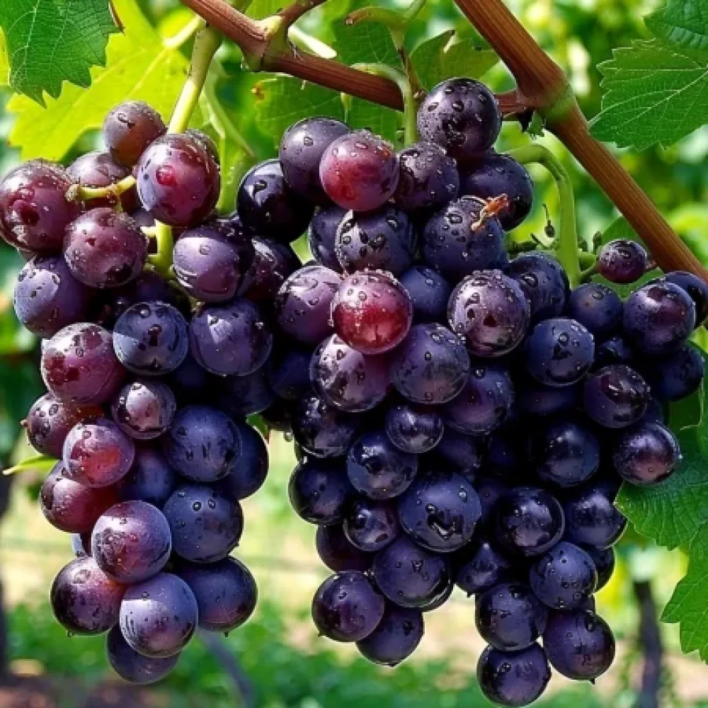 Vinná réva Sijana – červená stolní odrůda hroznů – pozdně zrající