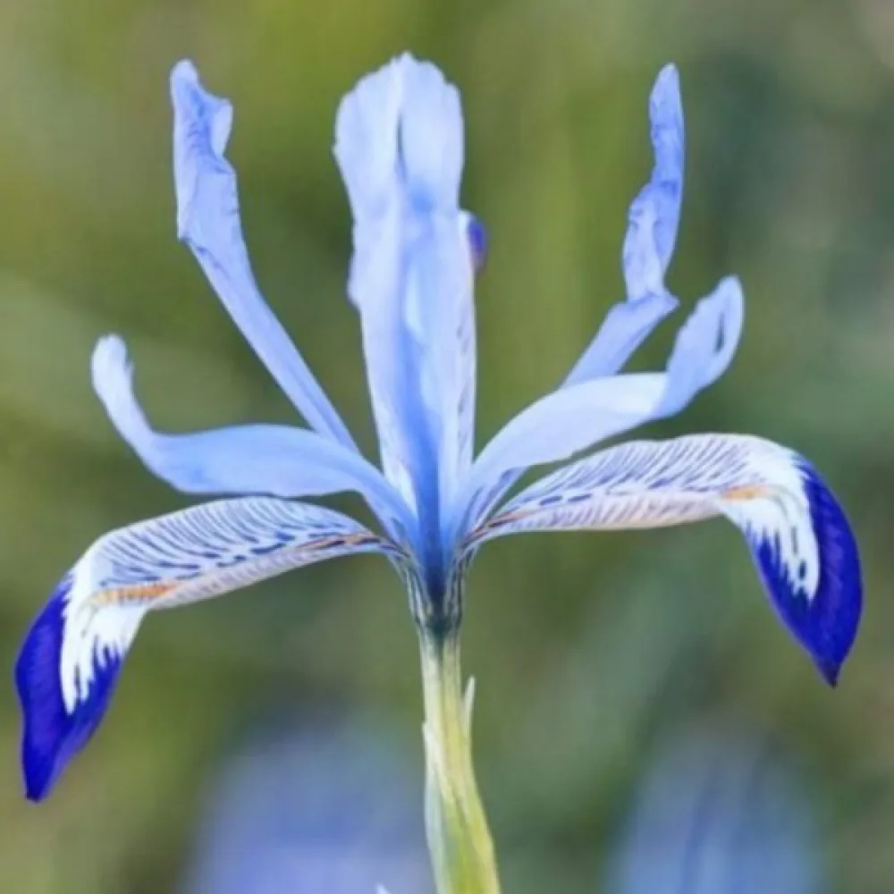 Kosatec Clairette Reticulata (ledově modrý)