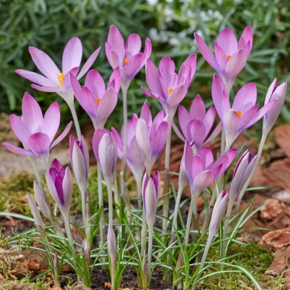Krokus Roseus (růžový)