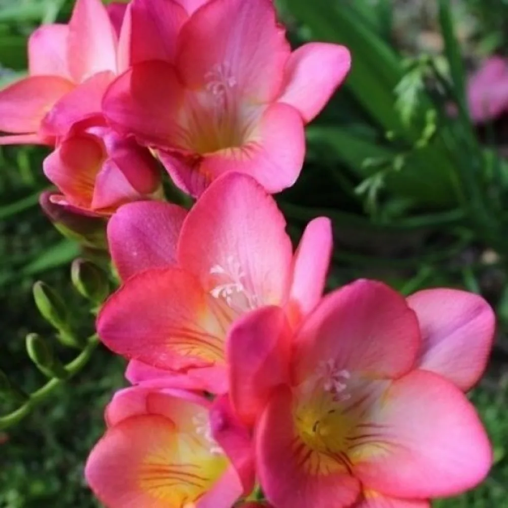 Frézie Pink Single (růžová)