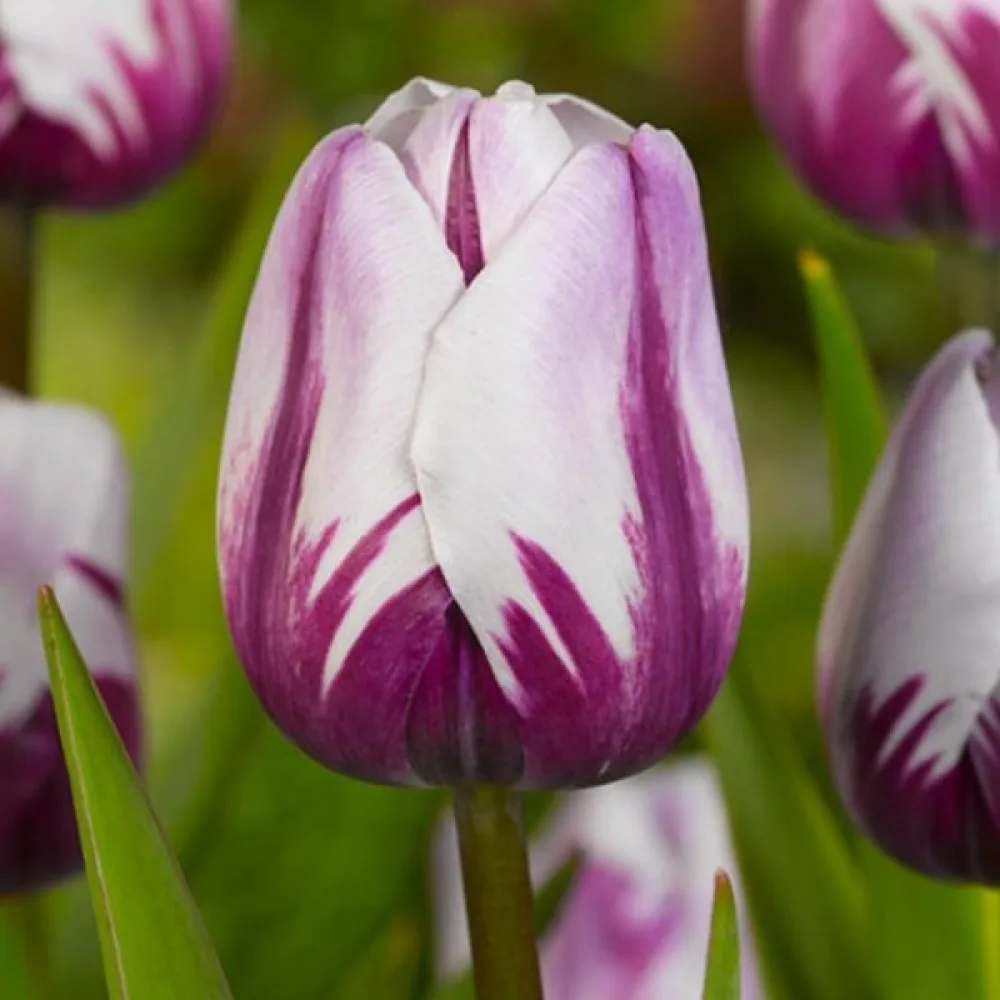 Tulipán Rems favourite (fialový)