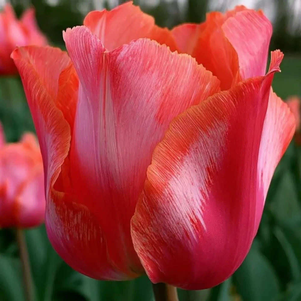 Tulipán Wind Of Change